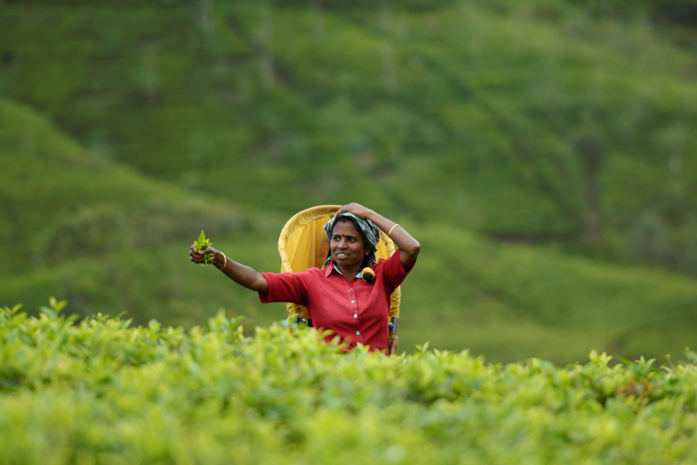 Eine Teepflückerin hält ein Büschel Teeblätter hoch (Quelle: Christian Nusch)
