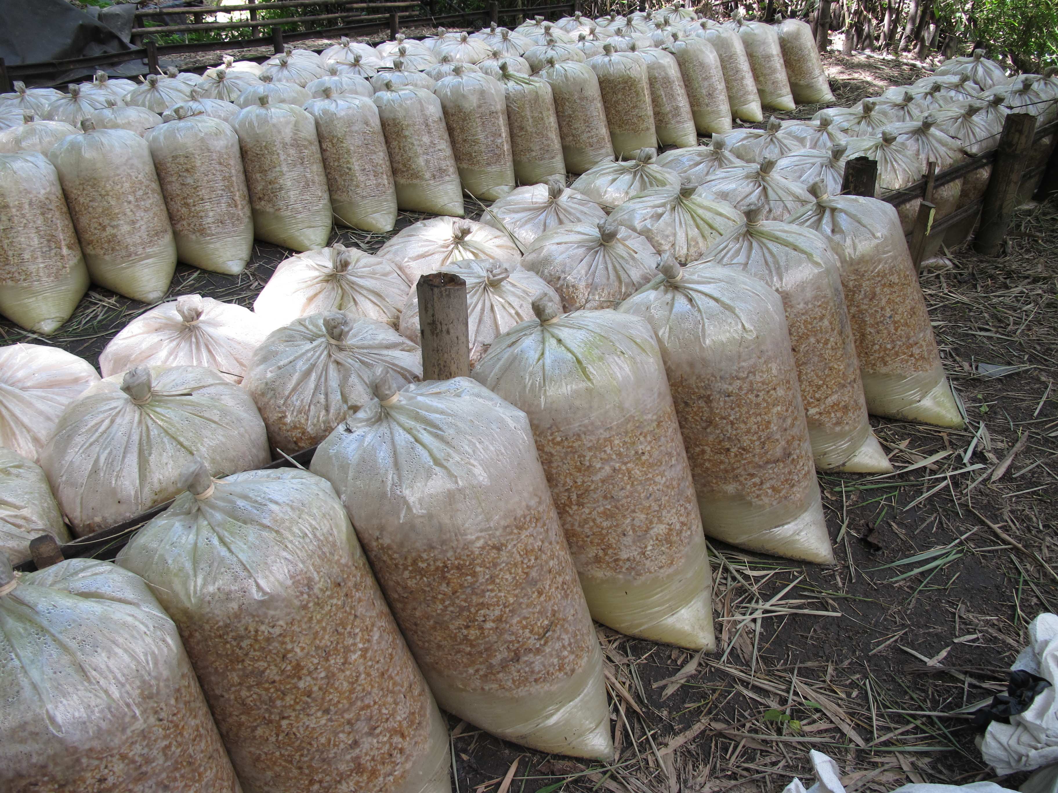 Wetterbeständiges Saatgut in Säcken Wetterbeständiges Saatgut in Säcken